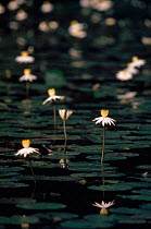 Water lilies on forest pond {Nymphaeacae} Epulu RR, Congo