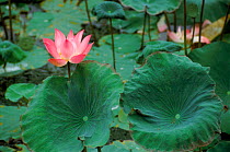 Water lilies {Nymphaeacae} Bali, Indonesia