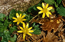 Lesser celandine in flower {Ranunculus ficaria} Scotland,