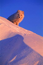Arctic fox {Vulpes lagopus} looking over snow dune, Ellesmere Island, Canada
