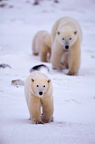 Polar bears {Ursus maritimus} walking, Canada Wildvision Picture Publicity World's Best