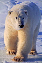 Portrait of Polar bear {Ursus maritimus} walking in snow, Churchill, Manitoba, Canada