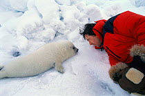 Man looking at Harp seal pup {Phoca groenlandicus}, close encounters, White Sea, Russia