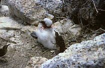 Hood mocking birds {Nesomimus trifasciatus macdonald} attacking  Masked booby chick, Galapagos