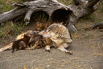 Female wolf with cubs suckling {Canis lupus} Montana, USA. Captive
