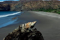 Spiny iguana {Ctenosaura similis} on rock, with beach in background, Costa Rica.