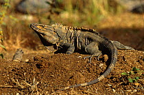 Spiny iguana (Ctenosaur) {Ctenosaura similis} Santa Rosa NP, Costa Rica