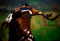 Golden eagle flying with specially adapted 'eaglecam' camera to film in flight for BBC tv programme about eagles