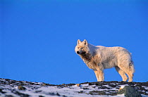 Arctic Wolf {Canis lupus} Ellesmere Island, NT, Canada.