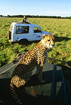 Cheetah cameraman for Big Cat Diary series filming one of Amber's cubs on vehicle bonnet (Acinonyx jubatus) Masai Mara NR, Kenya