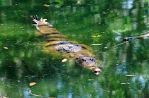 Australian freshwater crocodile half submerged. Australia {Crocodylus johnsoni} Northern territory