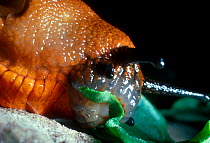Close-up of Slug {Arion ater rufus} feeding on leaf,  UK