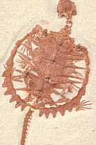 Fossil turtle from Eocene period {Chelydridae}