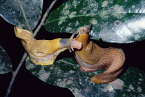 Slugs caressing each other in courtship {Trichotoxon sp} Kenya