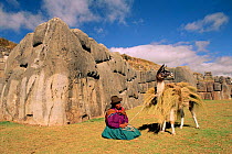 Indian with Llama carrying hay {Lama glama} Cusco, Peru Sacsayhuaman ruins