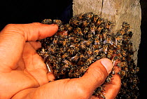 Capturing wild honey bees {Apis mellifera} for community project. Ecuador Chongon colonche cordillera Pro pueblo foundation