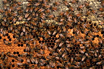 Wild Honey bees {Apis mellifera} collected for community project. Ecuador Chongon colonche cordillera Pro pueblo foundation