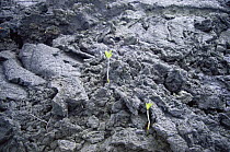 Mangrove shoots growing in larva field {R. mangle} Isabella, Galapagos