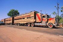 Road train cattle transporter Mataranka, Northern territories, Australia