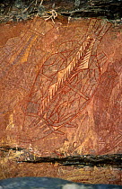 Aboriginal rock painting of fish, Ubirr, Kakadu NP, Northern Territories, Australia