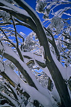 Gum trees covered with snow {Eucalyptus sp} Mt Buller NP, Australia