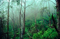 Temperate forest Wilson's Promontory NP, Victoria, Australia