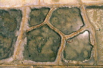 Tesselated pavement Natural geological feature Tasmania, Australia