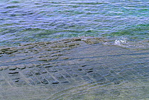 Tesselated pavement under water Natural geological feature Tasmania, Australia