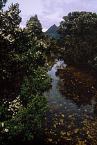 Dave river, Cradle mountain, Tasmania, Australia