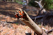 Group of Seven spot ladybirds hibernating {Coccinella septempunctata} fallen tree trunk provides perfect winter shelter, Norfolk, UK