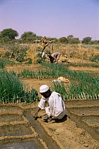 Planting vegetables with Shendough well irrigation system in background, Darfur, Sudan  1986