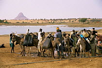 Collecting water from lake in leather water skins, using donkeys to carry back to villages, Mellit, Darfur, Sudan 1986