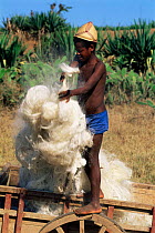 Dried sisal fibres being sorted, Berenty PR, Madgascar.
