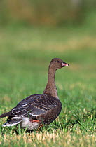 Pink footed Goose {Anser brachyrhynchus} Scotland