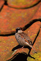 Common sparrow {Passer domesticus} on roof.  Norfolk, UK