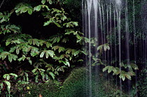 Parataniwha habitat with waterfall. Kawhea, New Zealand.