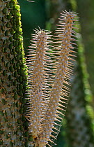 Spiny forest shrub close-up {Didiereaceae} Berenty NP, Madgascar