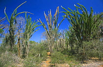 Spiny forest with {Didierea madagascariensis} Ifaty, Madgascar