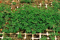 Common St John's wort {Hypericum perforatum} in herb garden Alicante, Spain.