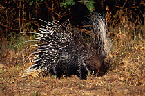 Crested porcupine {Hystrix cristata}  Central Kenya