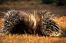 Two Crested porcupines {Hystrix cristata} foraging on ground, Kenya