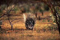 Back view of Crested porcupine {Hystrix cristata} walking away, Central Kenya