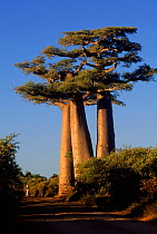 Baobab trees {Adansonia grandidieri} Morondava, Madagascar