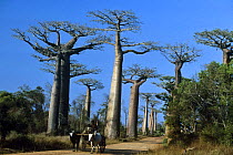 Baobab trees {Adansonia grandidieri} along road with oxen pulling cart, Morondava, Madagascar