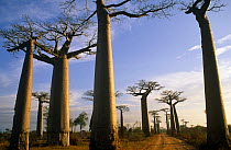 Baobab trees beside road {Adansonia grandidieri} Morondava, Madagascar