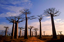 Baobab trees along road {Adansonia grandidieri} Morondava, Madagascar