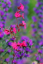 Red campion {Silene dioica} and Vipers bugloss {Echium vulgare} Angus, Scotland