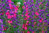 Red campion {Silene dioica} and Vipers bugloss {Echium vulgare} Angus, Scotland
