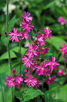 Red campion in flower {Silene dioica} Yorkshire, UK.