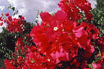 Bougainvillea in flower {Bougainvillea sp} Nairobi, Kenya